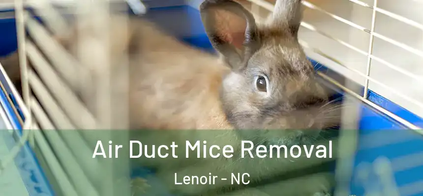  Air Duct Mice Removal Lenoir - NC